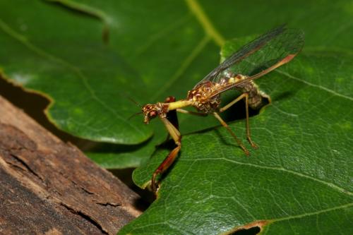 Réf. 184 799 : Mantispa styriaca